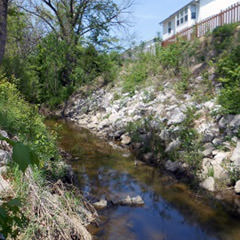 Overgrown creek bed