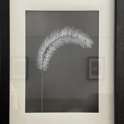 O'Fallon Photo Club exhibit