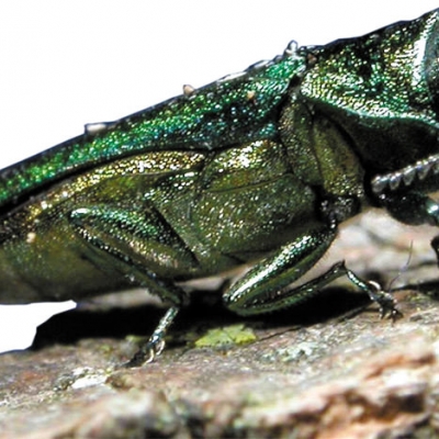 Closeup photo of an emerald ash borer